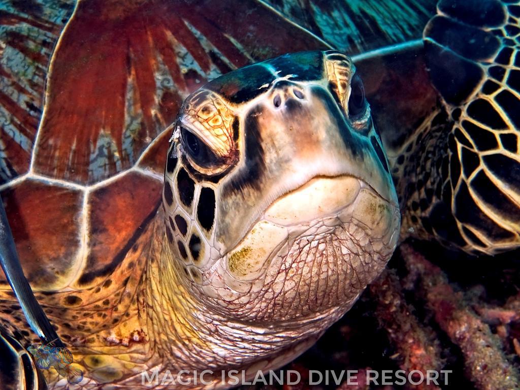 Magic Island Dive Resort Моалбоал Экстерьер фото