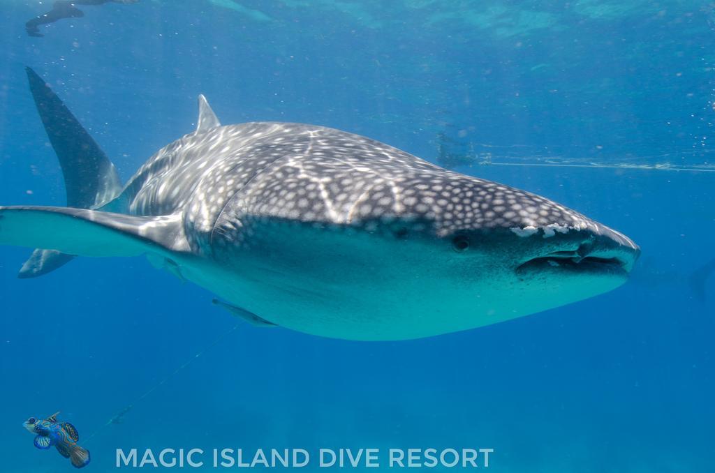 Magic Island Dive Resort Моалбоал Экстерьер фото