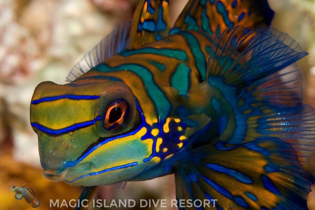 Magic Island Dive Resort Моалбоал Экстерьер фото